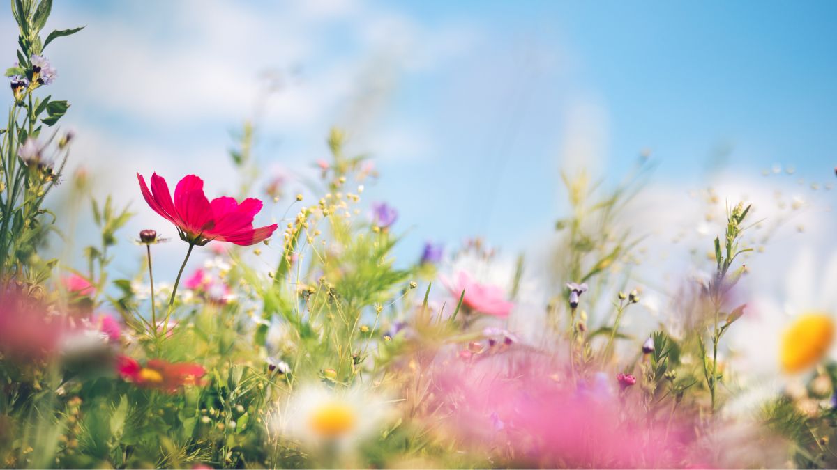 Seasonal Affective Disorder Relief Spring